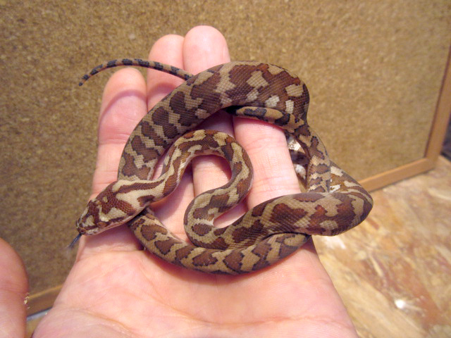 ノーザンカーペットパイソン