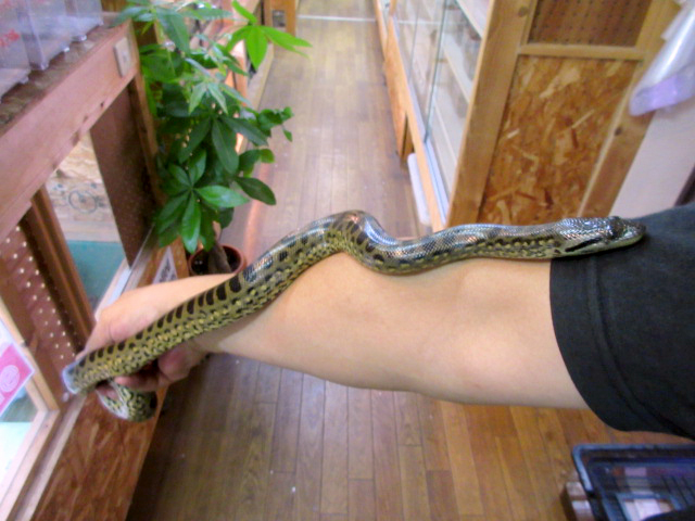 オオアナコンダ × イエローアナコンダ(2)