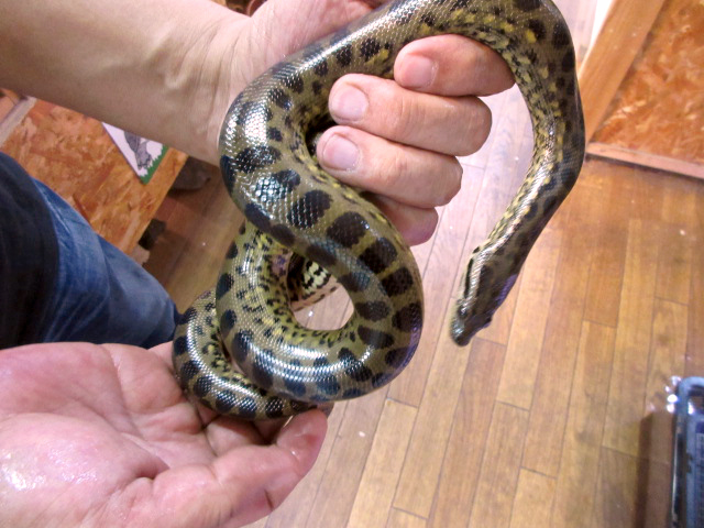 オオアナコンダ × イエローアナコンダ(3)