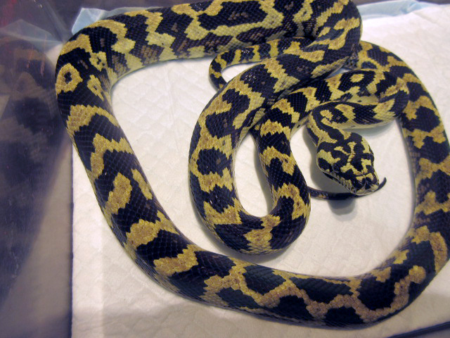 ジャングルジャガーカーペットパイソン(9)