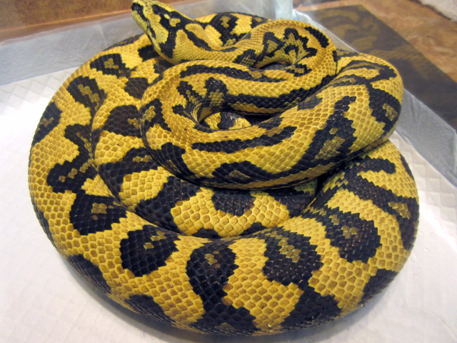 ダイヤモンドジャングルジャガーカーペットパイソン(9)