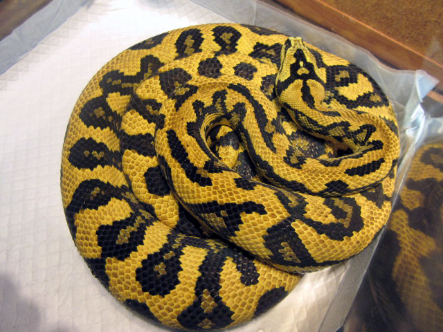 ダイヤモンドジャングルジャガーカーペットパイソン(10)