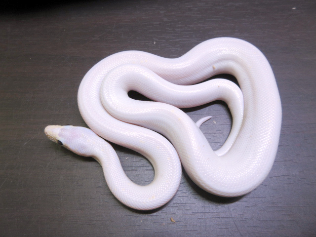 コロンビアレインボーボア(9)