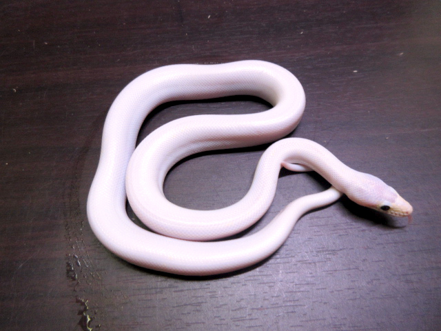 コロンビアレインボーボア(10)