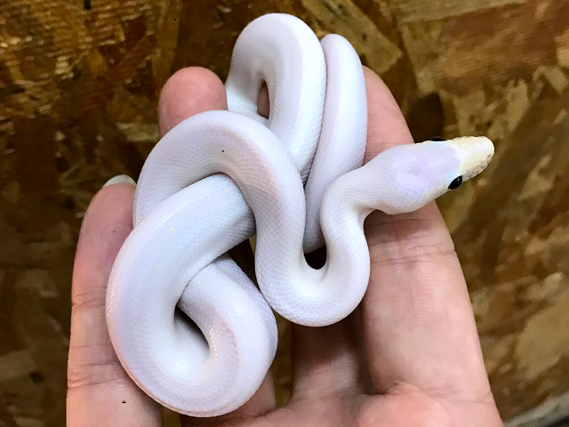 コロンビアレインボーボア(11)