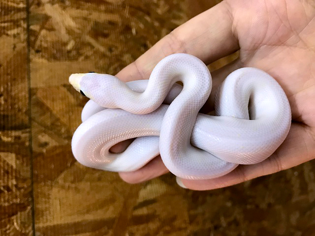 コロンビアレインボーボア(12)