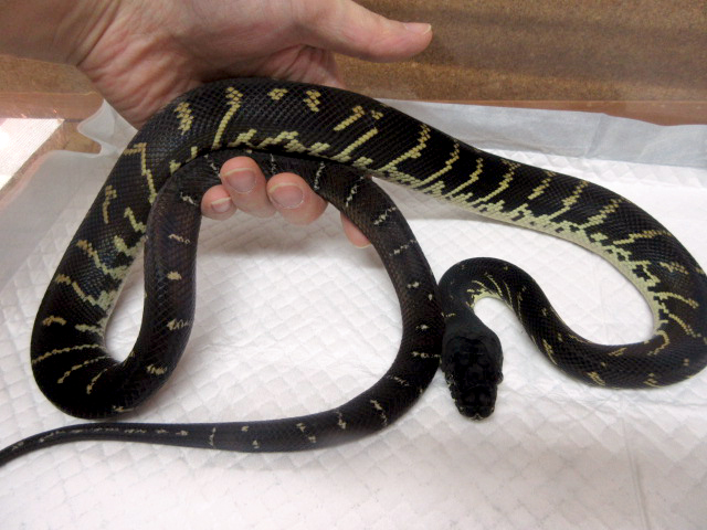 Amazon.co.jp: 洋書「Black Python 'Morelia boeleni