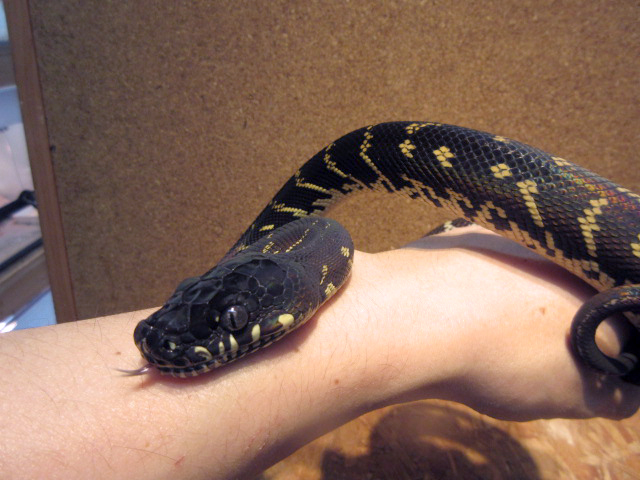 ベーレンパイソン(3)