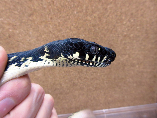 ベーレンパイソン(4)