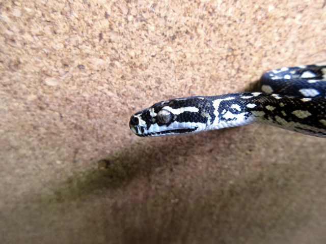 ダイヤモンドジャングルカーペットパイソン(3)