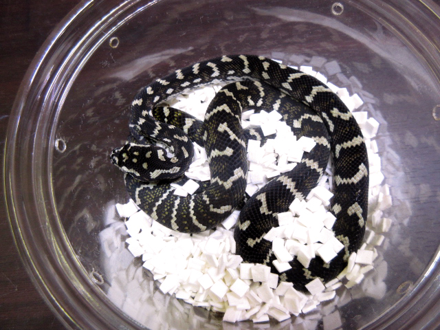 ダイヤモンドジャングルカーペットパイソン(4)
