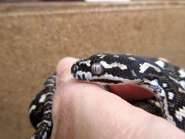 ダイヤモンドジャングルカーペットパイソン(6)