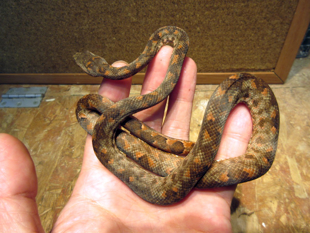 ビブロンボア(5)