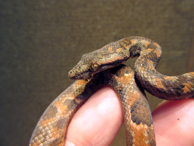 ビブロンボア(6)