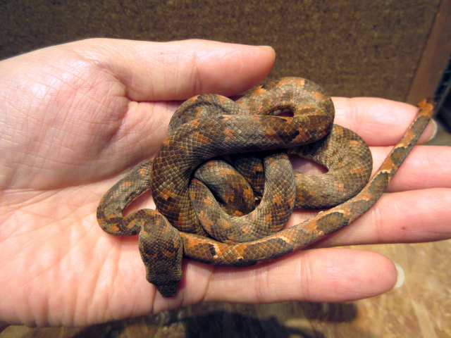 ビブロンボア(7)