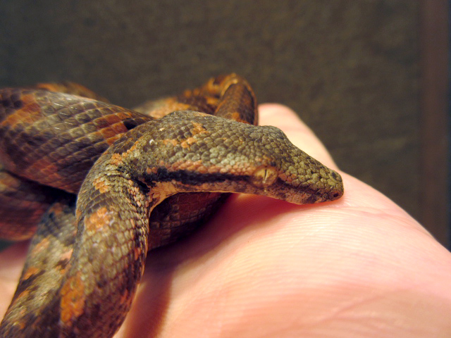 ビブロンボア(8)