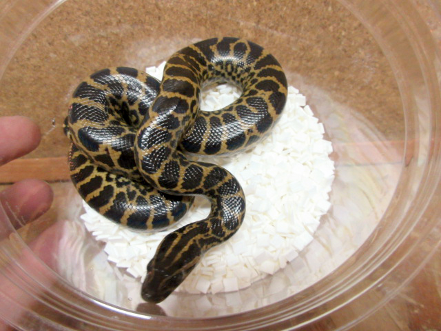 イエローアナコンダ(2)