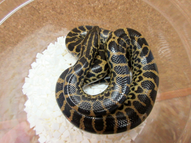 イエローアナコンダ(3)