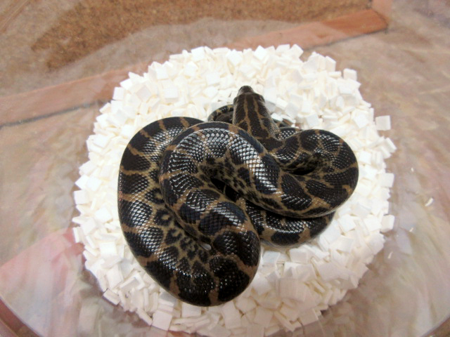 イエローアナコンダ(4)