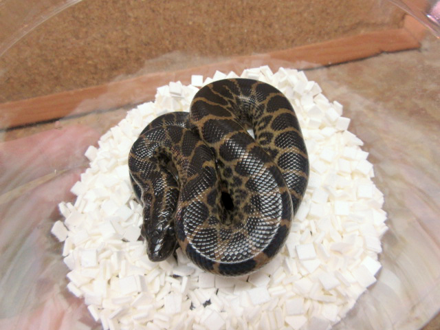 イエローアナコンダ(5)