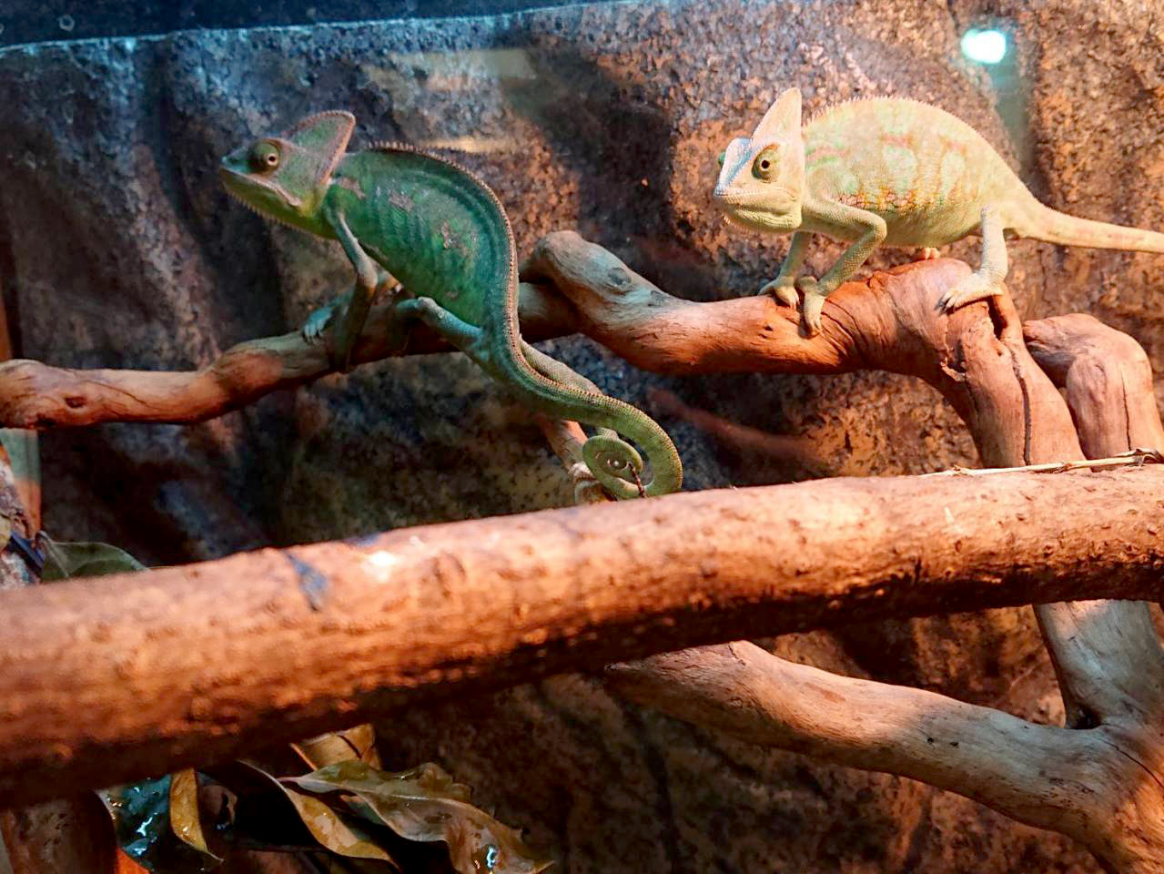 エボシカメレオン(6)