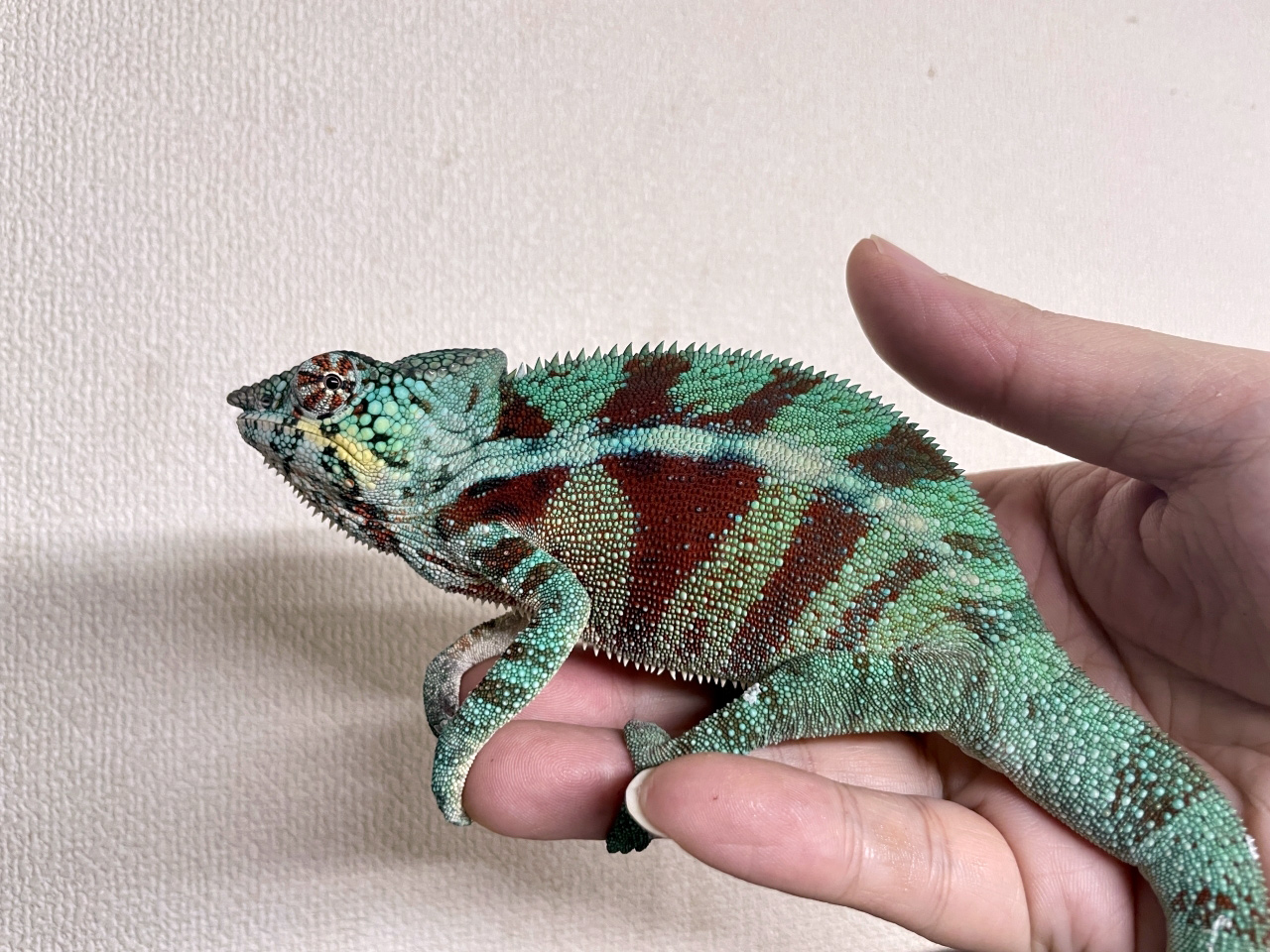 パンサーカメレオン(8)