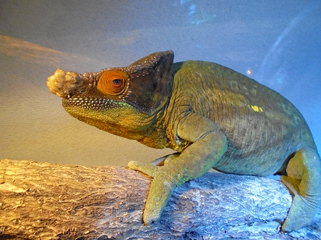 パーソンカメレオン(5)