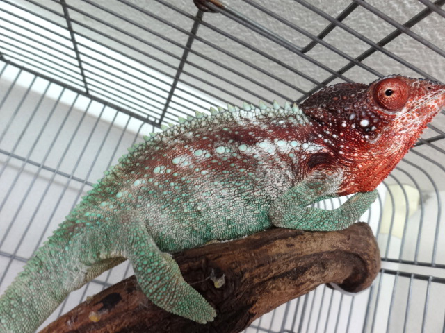 スパイニーカメレオン(8)