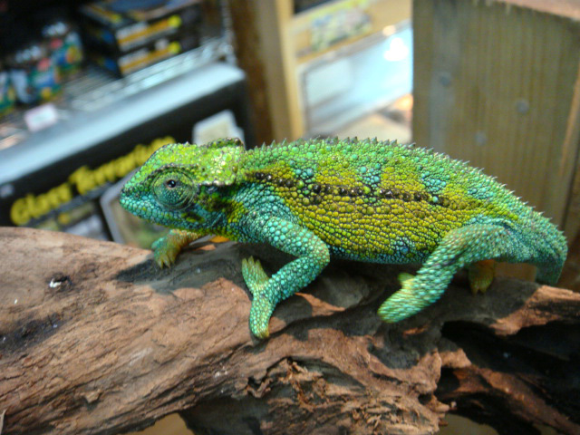 ルディスカメレオン