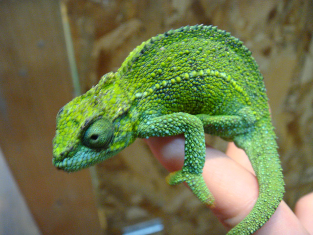 ルディスカメレオン(2)