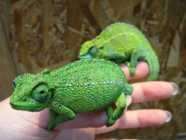 ルディスカメレオン(3)