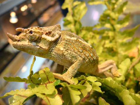 ワーナーカメレオン(7)