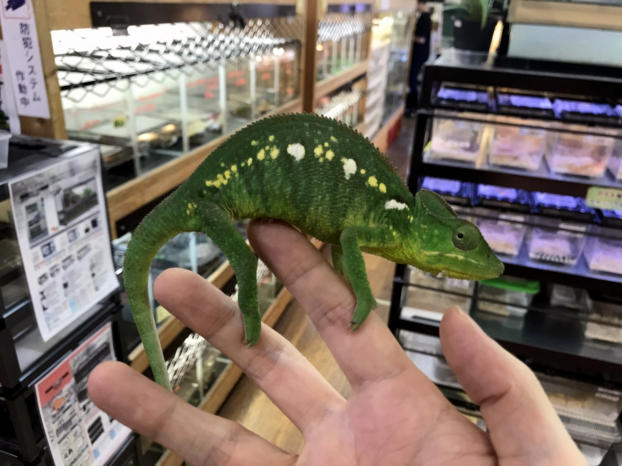 ウスタレカメレオン(4)