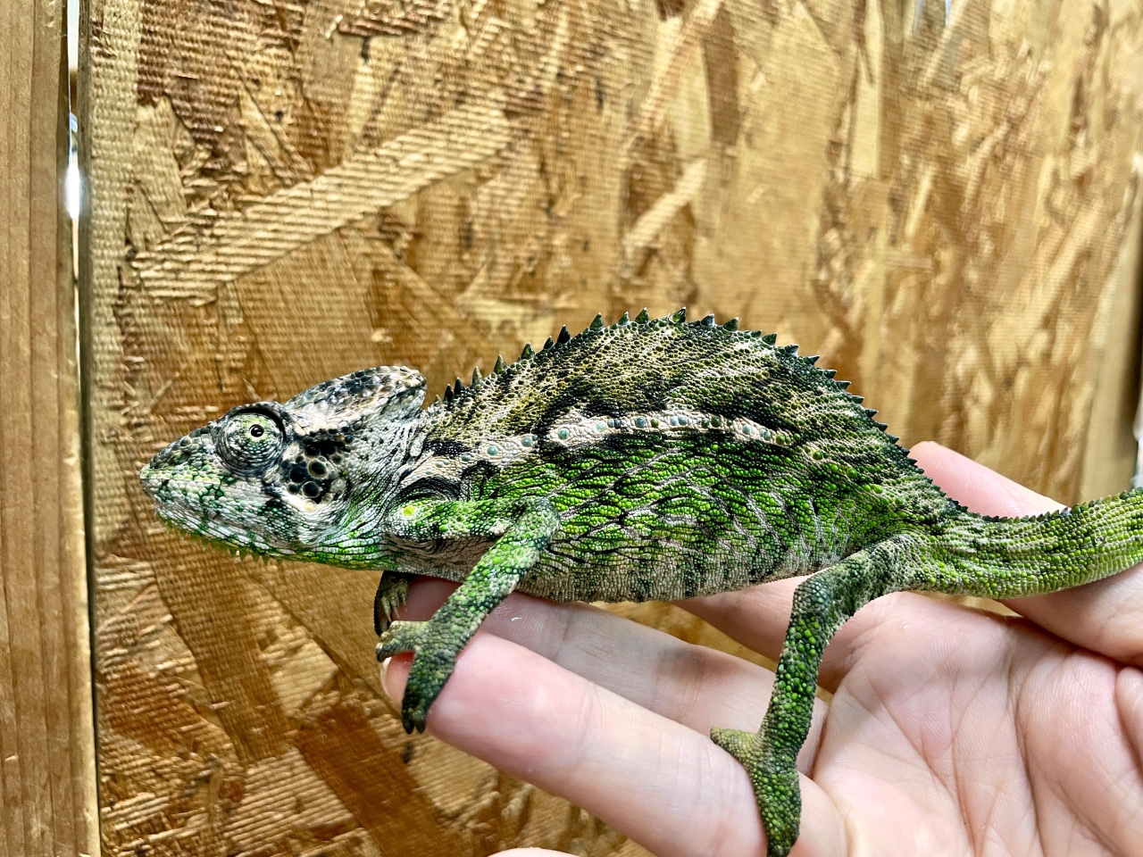 スパイニーカメレオン(7)