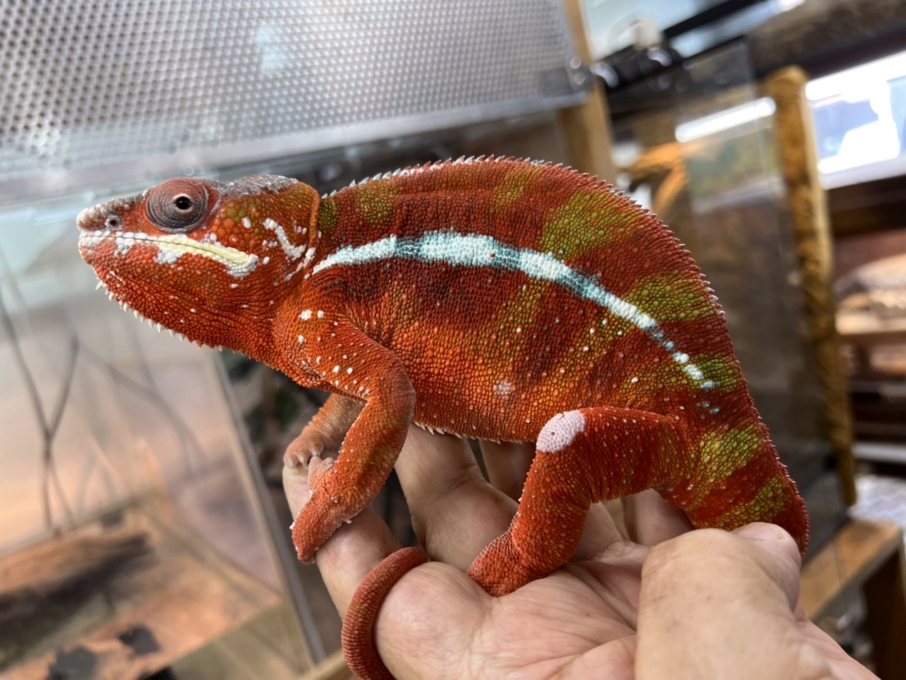 パンサーカメレオン(3)