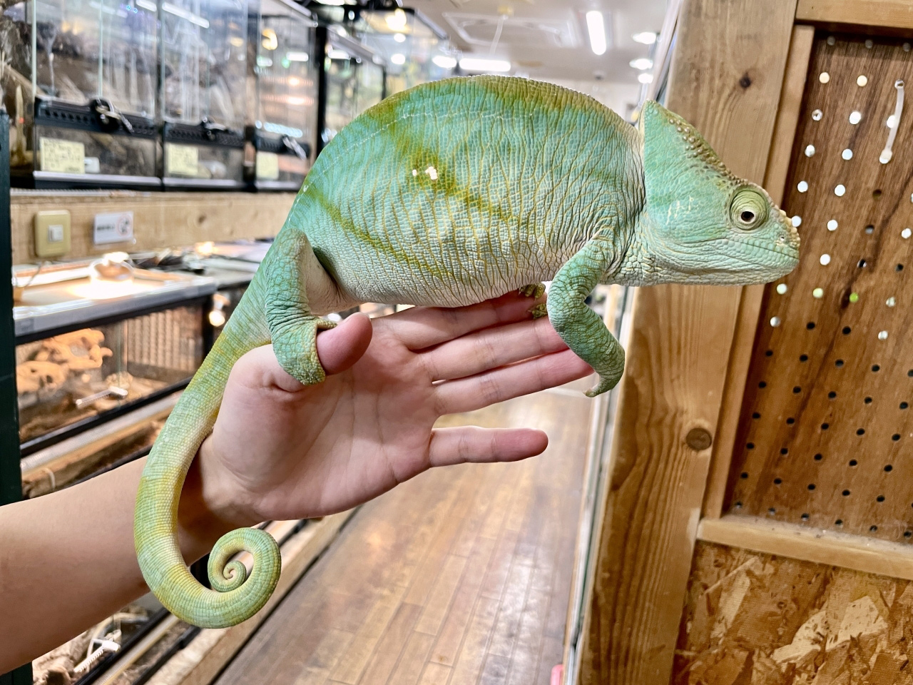 パーソンカメレオン(1)