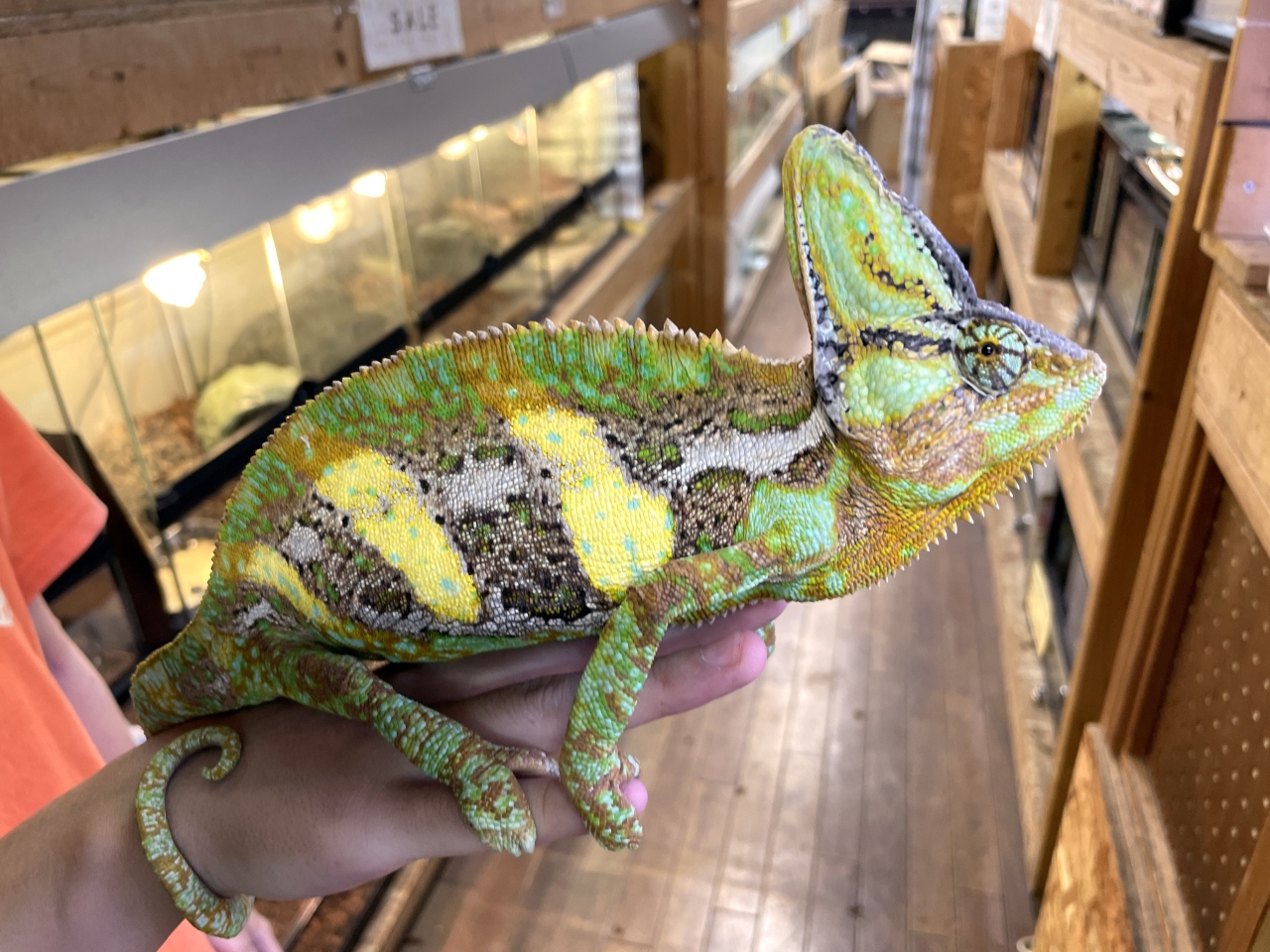 エボシカメレオン(7)