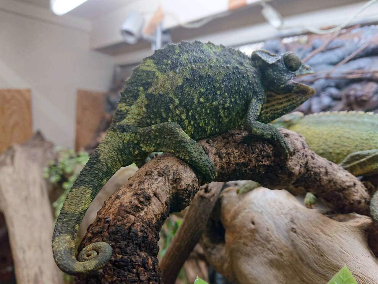 キサントロプスジャクソンカメレオン(7)