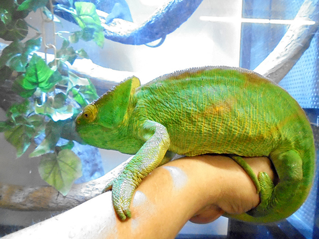 パーソンカメレオン(4)