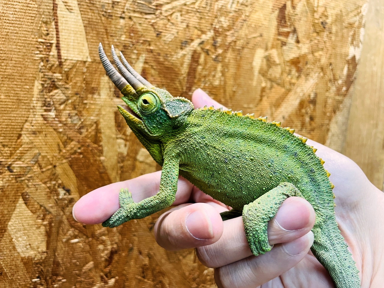 キサントロプスジャクソンカメレオン(2)