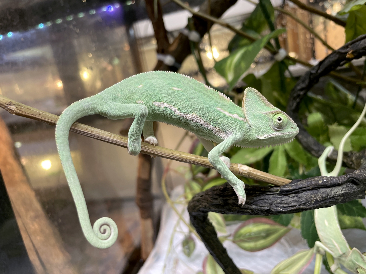 エボシカメレオン(10)