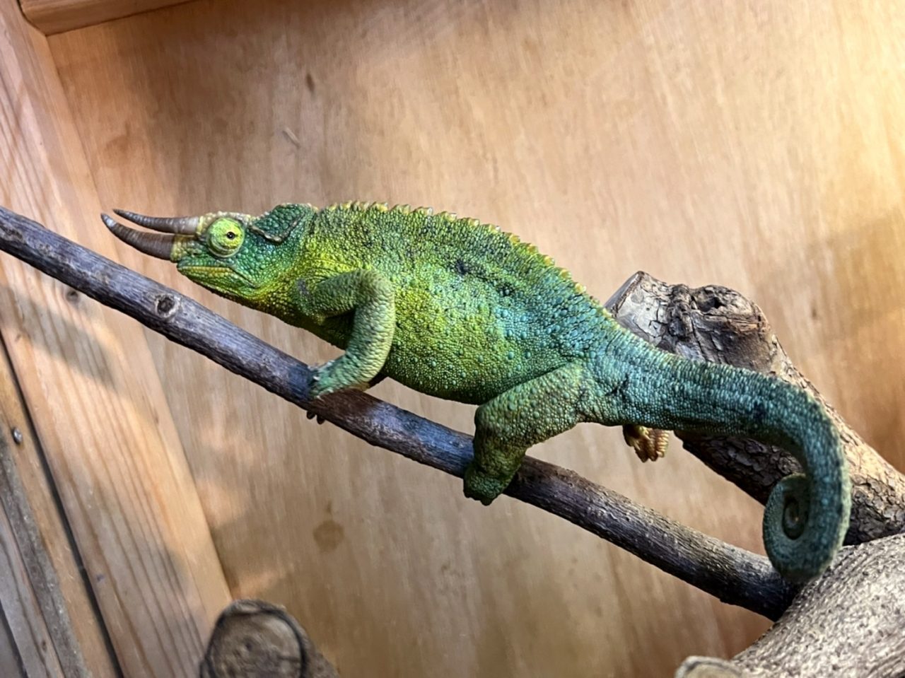 キサントロプスジャクソンカメレオン(8)