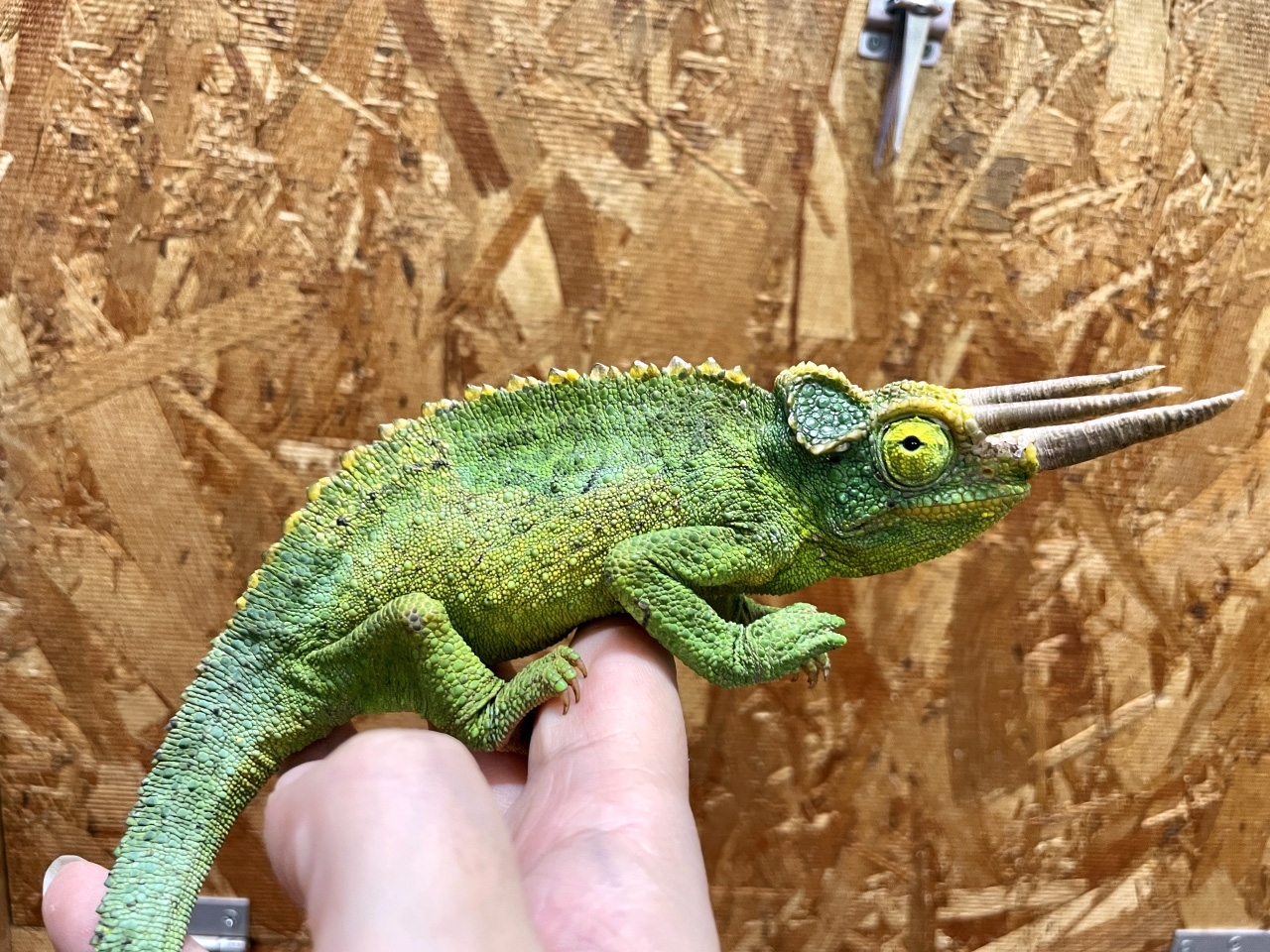 キサントロプスジャクソンカメレオン(11)