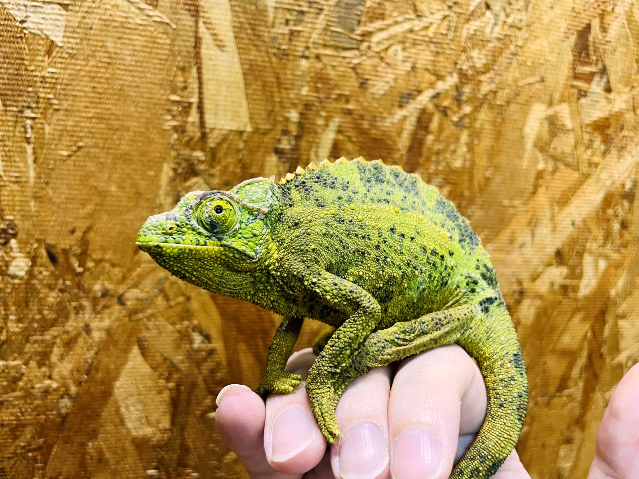 キサントロプスジャクソンカメレオン(3)