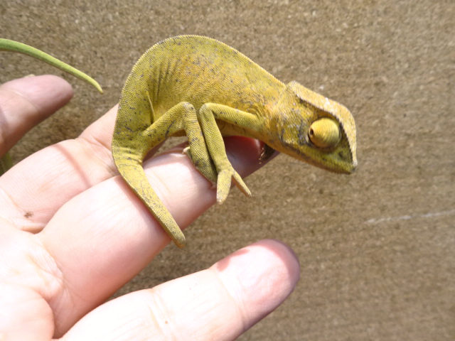 セネガルカメレオン(3)