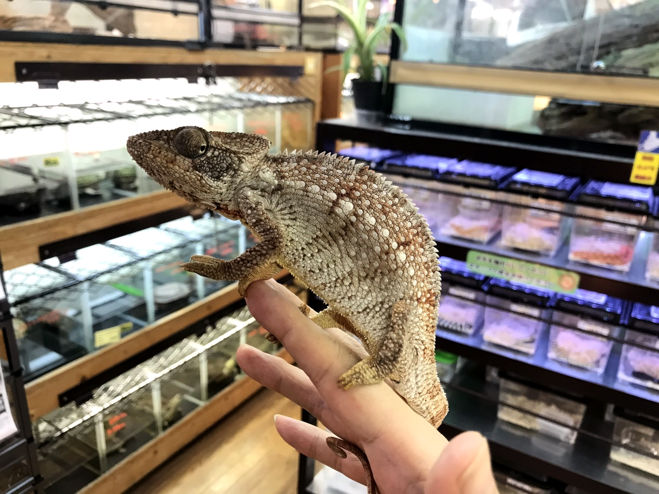 ウスタレカメレオン(7)