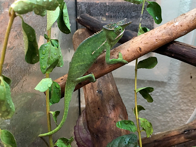 ウィルズカメレオン(1)