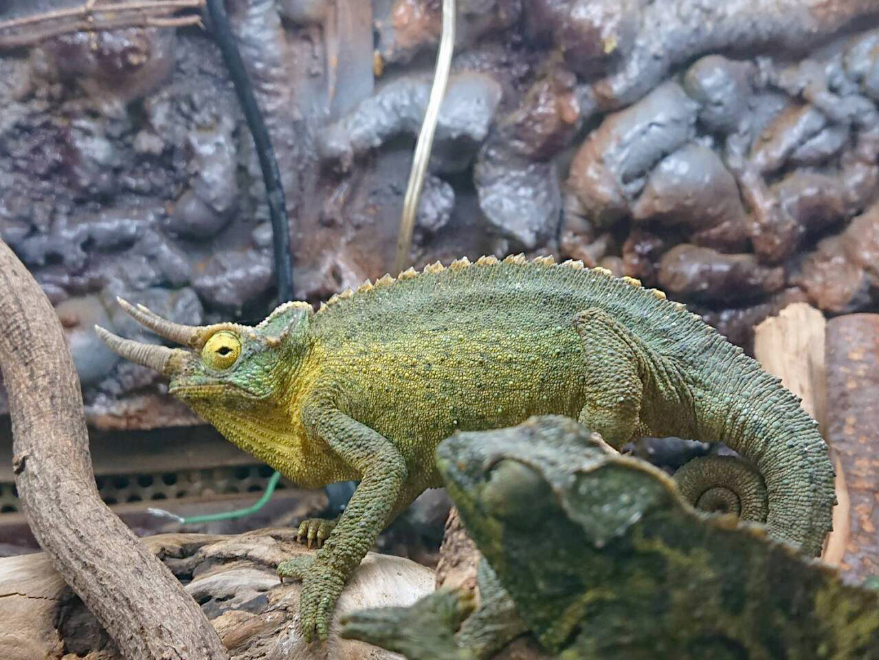 キサントロプスジャクソンカメレオン(6)