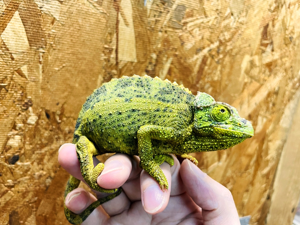 キサントロプスジャクソンカメレオン(4)