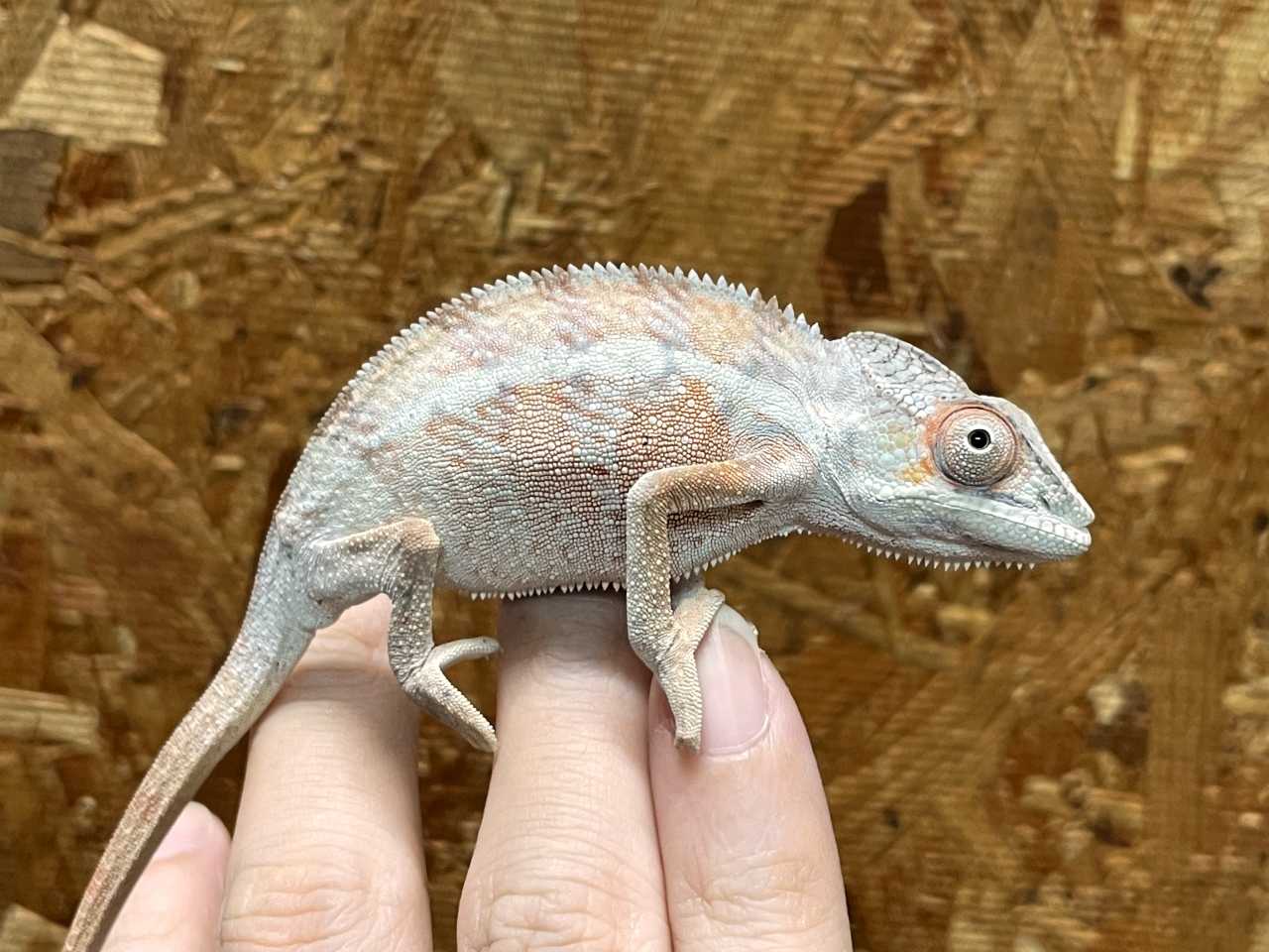 パンサーカメレオン(5)